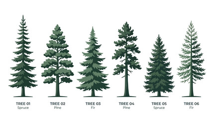 Various coniferous tree types illustration © Verilux