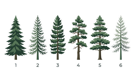 Obraz premium Various coniferous tree types