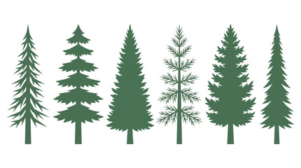 Obraz premium Variety of evergreen trees collection