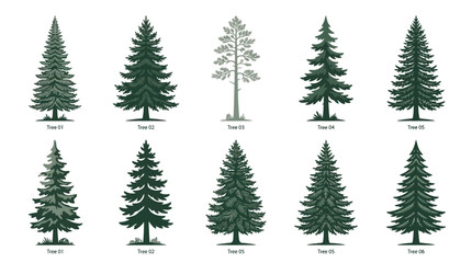 Obraz premium Variety of evergreen trees collection