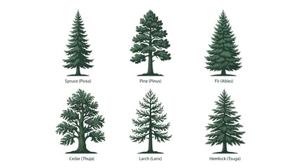 Obraz premium Various coniferous tree types illustration