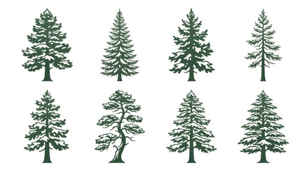 Fototapeta premium Variety of evergreen trees collection