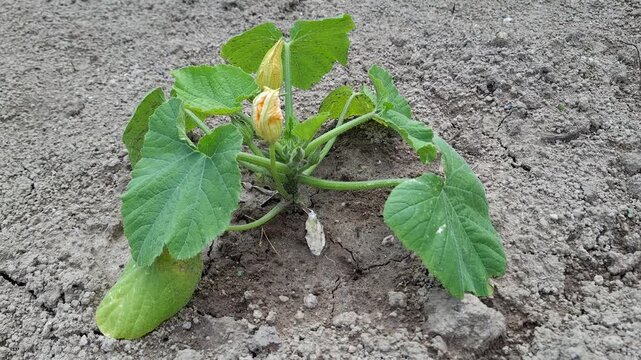 Young zucchini plant with yellow flower buds grows in soil on garden bed. Green sprout of squash seedling cultivating. Agricultural vegetable development. Organic squash or pumpkin bush in farm field