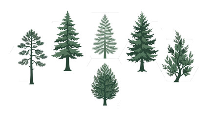Obraz premium Variety of evergreen trees illustration