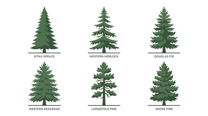 Fototapeta premium Variety of evergreen tree illustrations