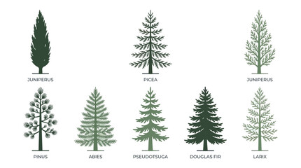 Obraz premium Variety of evergreen trees