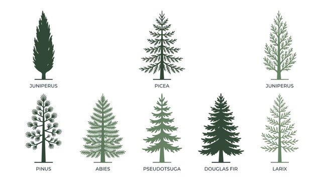 Variety of evergreen trees