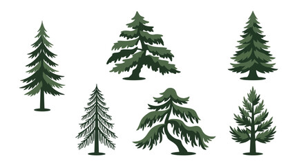 Obraz premium Variety of pine trees illustration