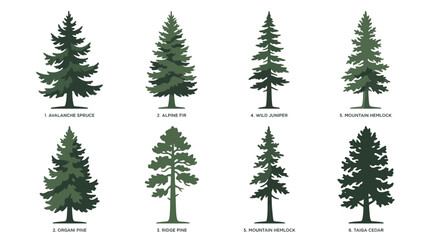 Obraz premium Various conifer tree types illustration