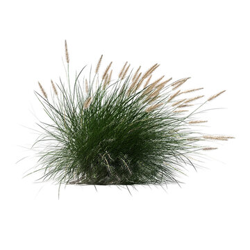 Pennisetum setaceum ornamental grass bloom sketch isolated transparent background realistic sketch PNG with alpha channel