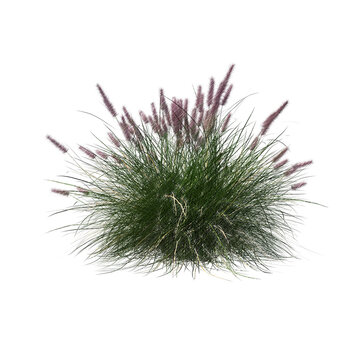 Pennisetum setaceum ornamental grass bloom sketch isolated transparent background realistic sketch PNG with alpha channel