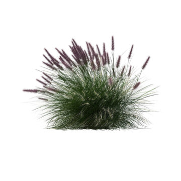 Pennisetum setaceum ornamental grass bloom sketch isolated transparent background realistic sketch PNG with alpha channel