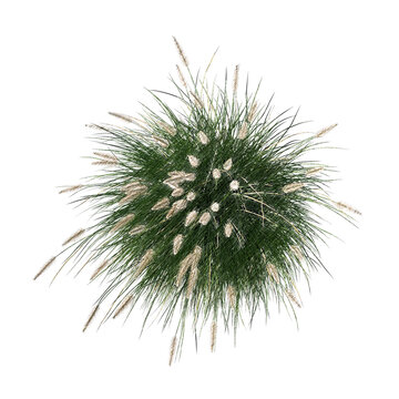 Pennisetum setaceum ornamental grass top view bloom sketch isolated transparent background realistic sketch PNG with alpha channel