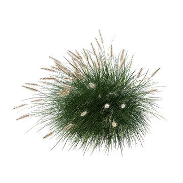 Pennisetum setaceum ornamental grass bloom sketch isolated transparent background realistic sketch PNG with alpha channel