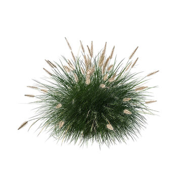 Pennisetum setaceum ornamental grass bloom sketch isolated transparent background realistic sketch PNG with alpha channel