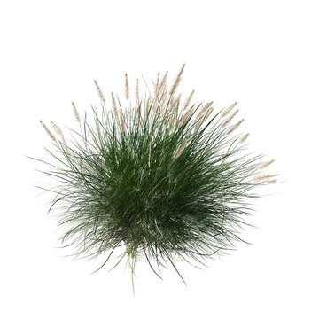 Pennisetum setaceum ornamental grass bloom sketch isolated transparent background realistic sketch PNG with alpha channel