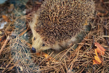 Cute hedgehog foraging on a forest floor covered with dry pine needles and leaves. Autumn wildlife in natural habitat. © diy13