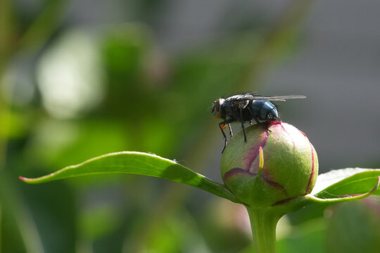 Metallic blue blowfly resting on green flower bud. Macro insect photography in a sunny garden.