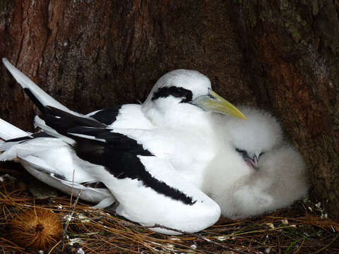 Phaethon lepturus avec son oisillon dans le nid, observation d&rsquo;un oiseau marin en p&eacute;riode de nidification, famille de pha&eacute;tons sur un site naturel des Seychelles