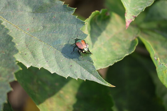 Japanese Beetle Resting on Green Leaf in Natural Sunlight