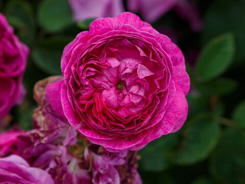 A Heidi Klum Rose blooms in the garden. Background with beautiful purple English roses. Natural wallpaper.