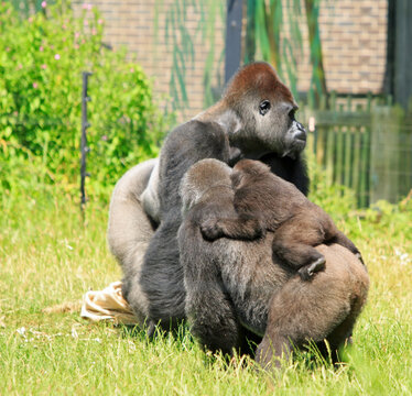 Family group of western lowland Gorillas.  A baby on mums back and large silverback in the background in London Zoo