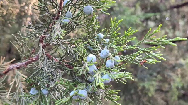 Juniperus bush twig featuring fresh evergreen foliage and bluish berries. Close-up green juniper branch with ripe blue berries. Detailed scale-like needles and wild conifer seed cones in forest