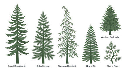 Obraz premium Various evergreen tree species illustration