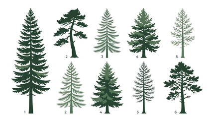 Fototapeta premium Various evergreen tree silhouettes