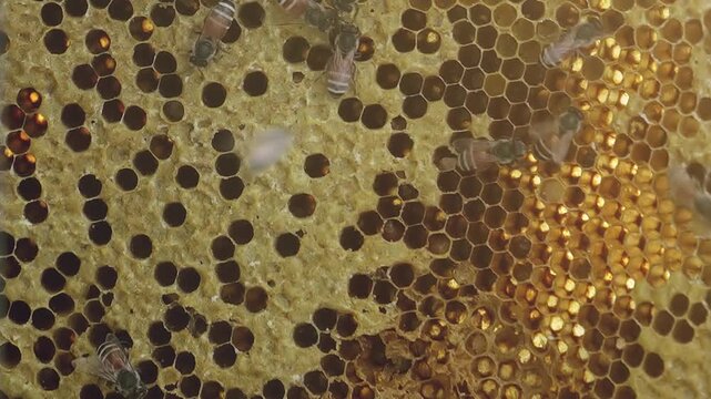 Honeybees crawl across a wax honeycomb frame with open hexagonal cells and golden honey, showing active beekeeping and close macro detail inside a hive