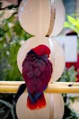 Vibrant eclectus parrot with striking red and blue plumage perched indoors © Thanakrit