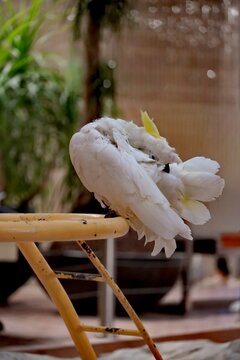 White cockatoo bird preening its feathers on a yellow perch indoors