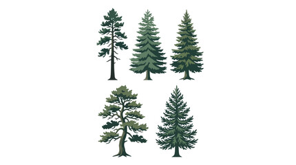 Obraz premium Various evergreen trees isolated
