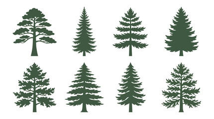 Obraz premium Various evergreen trees silhouettes