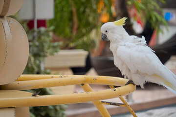 White cockatoo with yellow crest perched on a yellow metal structure outdoors © Thanakrit