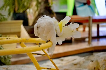 White cockatoo bird preening its feathers on a yellow perch indoors © Thanakrit