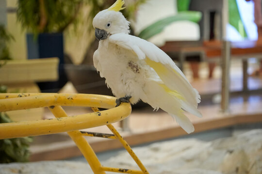 White cockatoo with yellow crest perched on a bright yellow metal bar