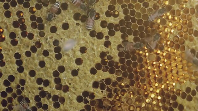 Close-up of honey bees crawling across a honeycomb frame, tending hexagonal wax cells filled with golden honey inside a working beehive