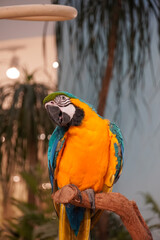 Vibrant blue and yellow macaw parrot perched on a branch with a curious expression © Thanakrit
