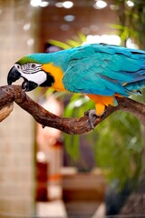 Vibrant blue and yellow macaw parrot perched on a tree branch in soft focus © Thanakrit