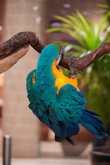 Vibrant blue and yellow macaw parrot perched upside down on a tree branch © Thanakrit