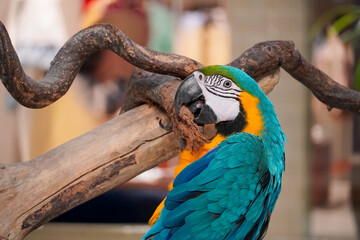 Vibrant blue and yellow macaw parrot perched on a natural wooden branch © Thanakrit
