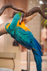 Vibrant blue and yellow macaw bird perched on a branch, preening its feathers © Thanakrit