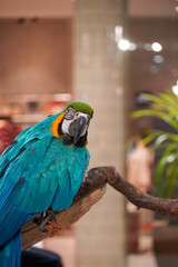 Blue and gold macaw perched on a branch with a curious gaze © Thanakrit