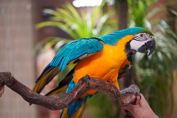 Vibrant blue and yellow macaw perched on a branch with a human hand supporting it © Thanakrit