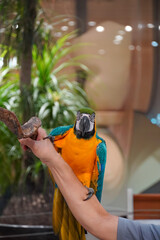 Vibrant blue and yellow macaw parrot perched on a person's arm with lush greenery behind © Thanakrit