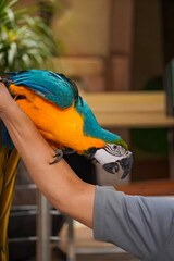 A vibrant blue and yellow macaw parrot perched on a person's arm © Thanakrit