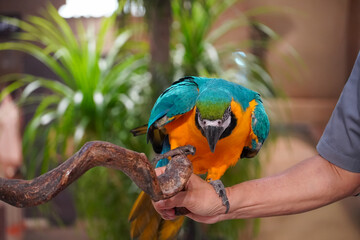 Blue and yellow macaw perched on a branch held by a person's hand © Thanakrit