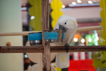 White cockatoo perched on a wooden branch eating from a metal bowl © Thanakrit
