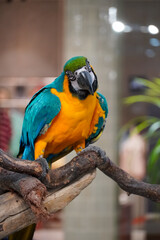 Vibrant blue and yellow macaw perched on a weathered tree branch © Thanakrit